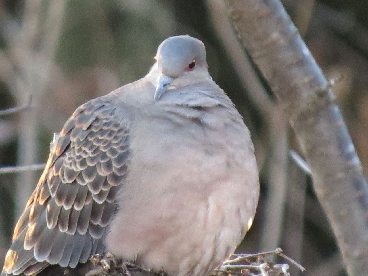 貫禄のある綺麗なキジバト・雉鳩(ヤマバト) : 野鳥観察STYLE