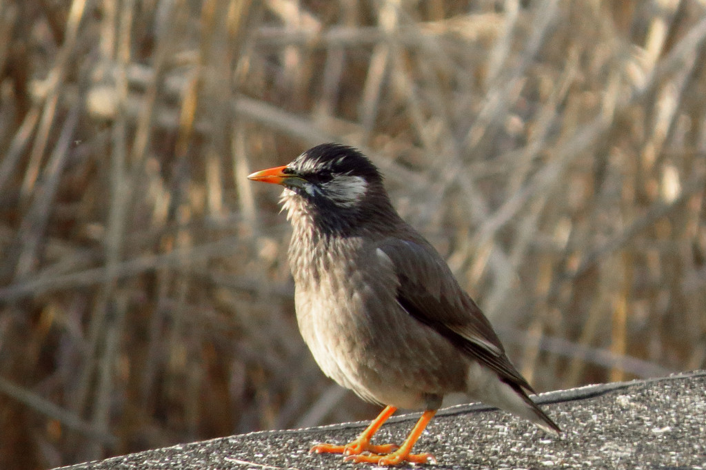 ムクドリ 野鳥観察style