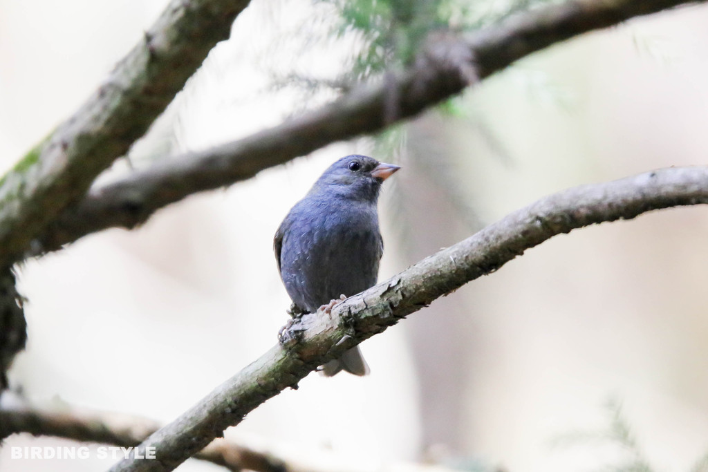 クロジ 野鳥観察style