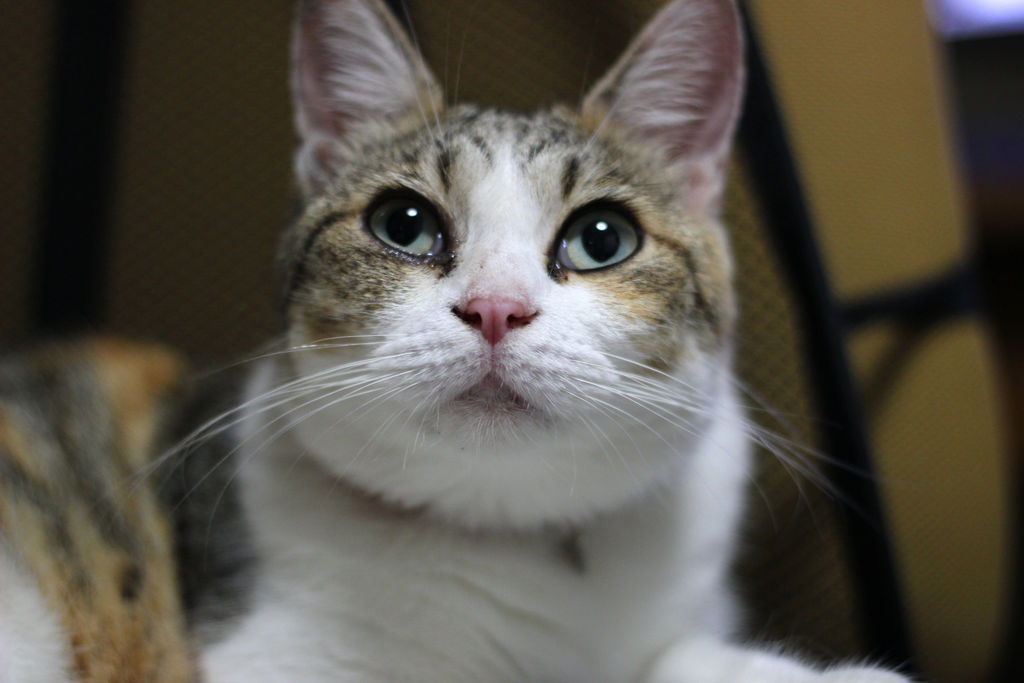 眠くて なんとなく面白い顔に ネコの生活風景 Life With Cats 眠くて なんとなく面白い顔に ネコの生活風景 Life With Cats
