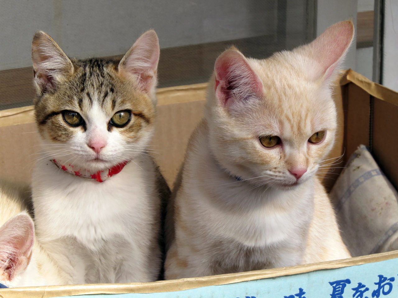 ダンボールでミーちゃん一家の団欒 ネコの生活風景 Life With Cats ダンボールでミーちゃん一家の団欒 ネコの生活風景 Life With Cats