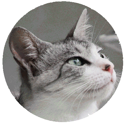 川沿いのキジ白 ネコの生活風景 Life With Cats 川沿いのキジ白 ネコの生活風景 Life With Cats