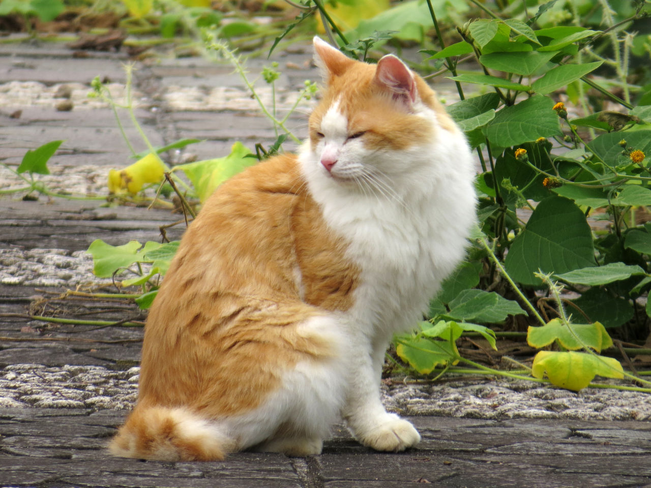 近所で見かけた赤茶 白のネコ ネコの生活風景 Life With Cats