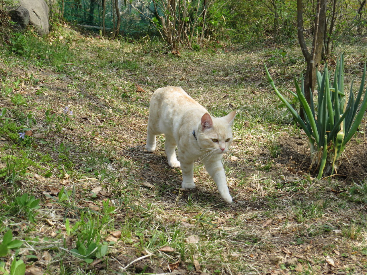 野良猫とのケンカで大ケガを負ったテッちゃんの手術後の姿 ネコの生活風景 Life With Cats 野良猫とのケンカで大ケガを負ったテッちゃんの手術後の姿 ネコの生活風景 Life With Cats