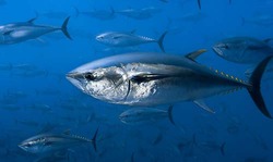 090716tuna-Brian-J-Skerry- National-Geographic-Stock-WWF