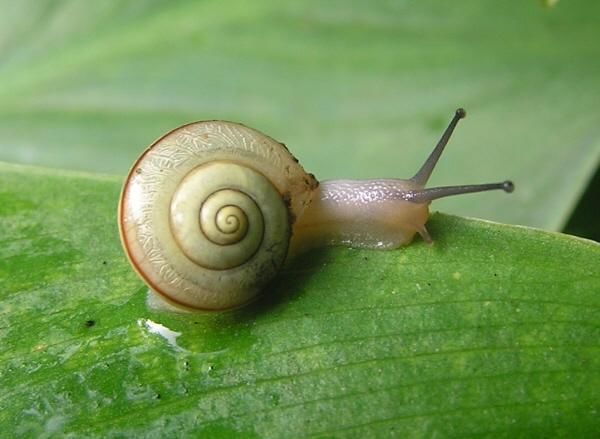 カタツムリを食べた女性 恐怖の寄生虫が脳に回り死亡 うわああああああ！！！！！！