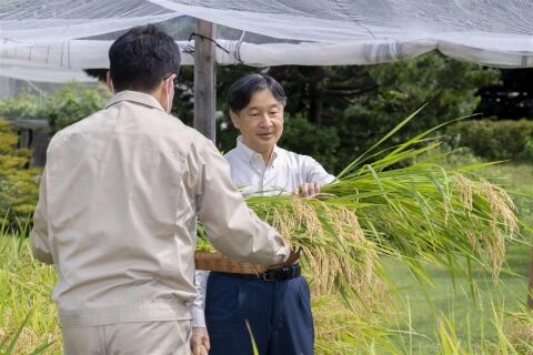 海外「こんな民族は他にいない！」 天皇陛下が稲刈りを行う光景に外国人が衝撃