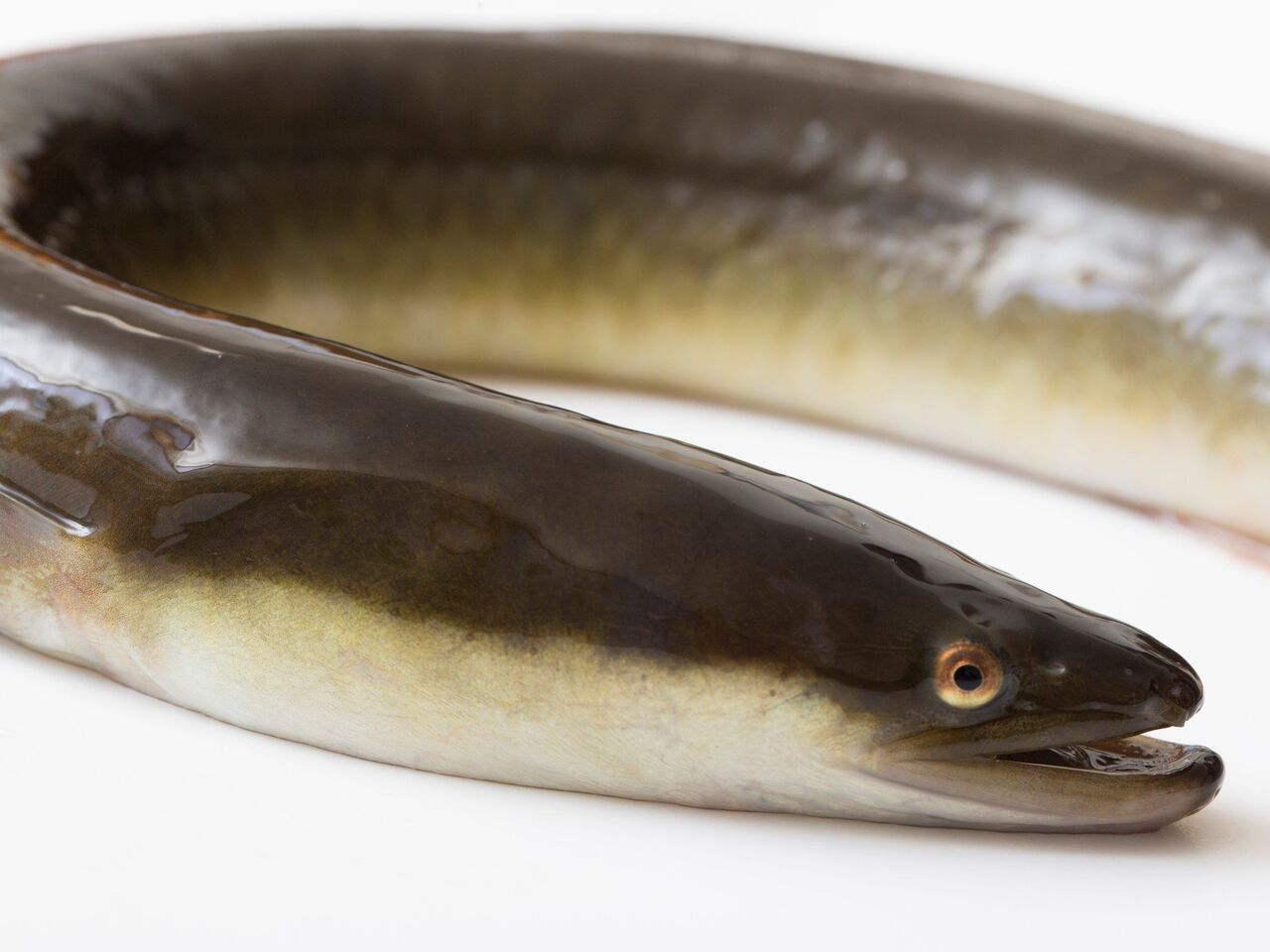 ウナギの人工稚魚を大量生産　水産庁、民間に技術提供