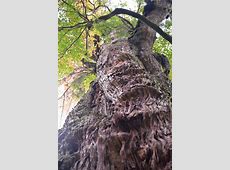 【驚愕】7200年を生きた屋久杉　年輪に刻まれた“時の流れ”を画像で体感！