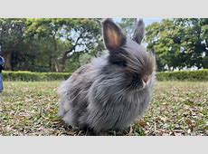【衝撃事件】男がうさぎ77匹を蹴り殺し→懲役1年・執行猶予3年　判決に全国から怒りの声【画像あり】