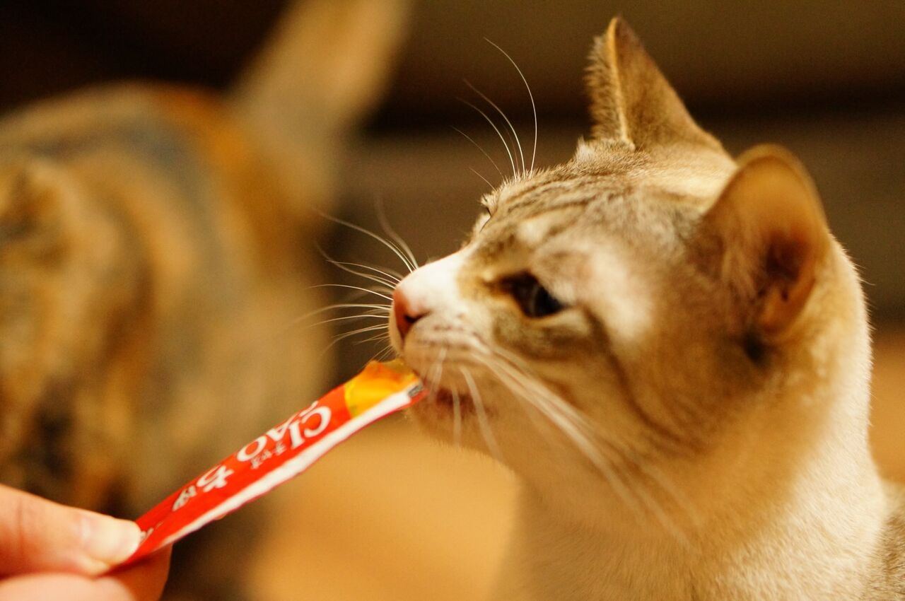 【悲報】「世界の猫を喜ばす」会社は、なぜ日本中の嫌われ者となったのか…いなば食品の炎上が止まらない根本原因