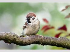 【衝撃】最近、「スズメ」見た？　「スズメ」が激減 “絶滅危惧種”に!?