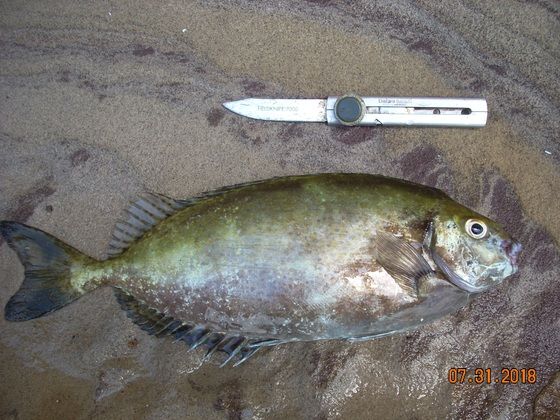 2018年07月 釣り工房糸島