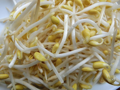 もやしを 食べて 貧乏かわせみ もやしを 食べて 貧乏かわせみ