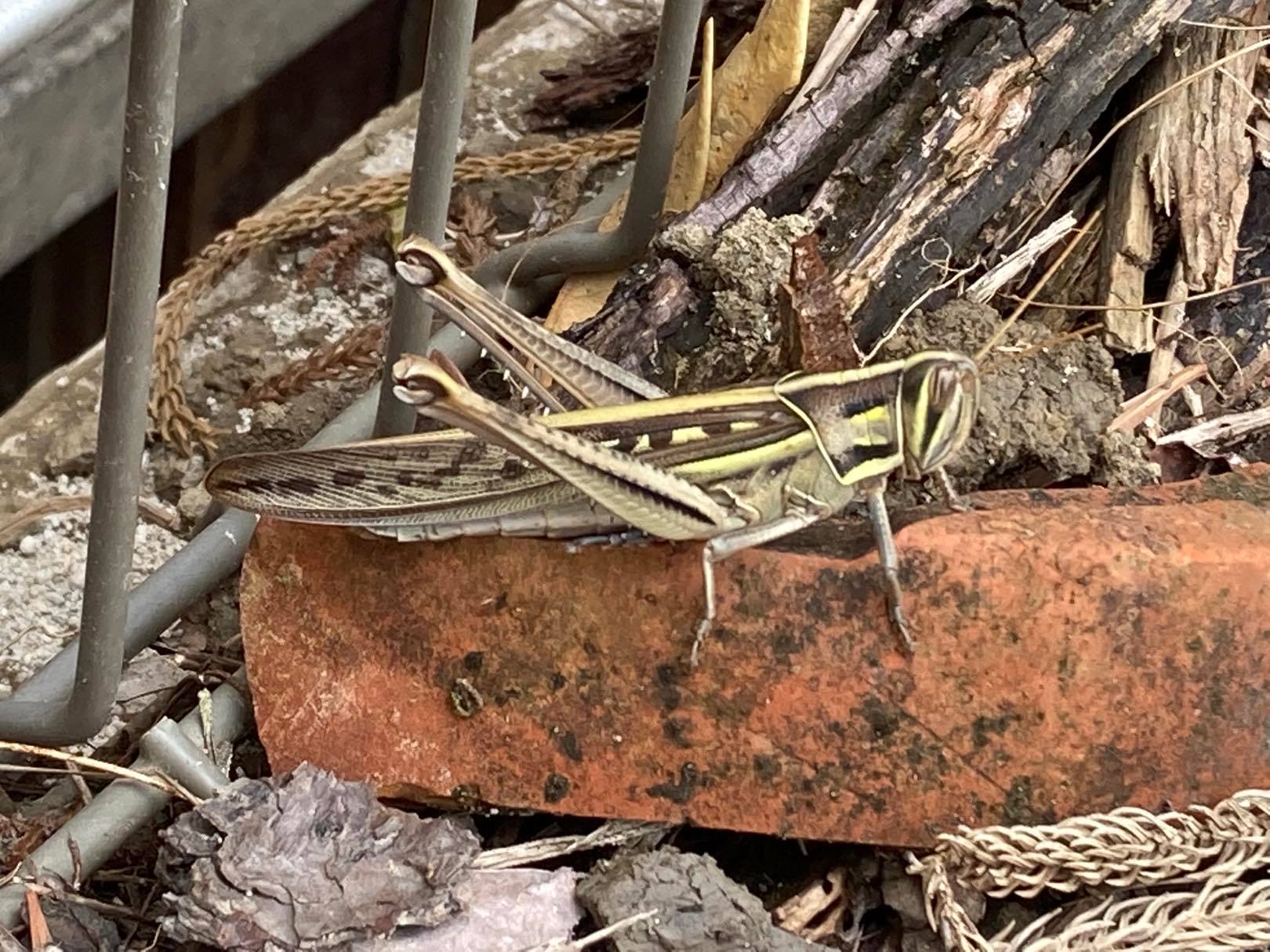 モーニングウォーキング 沖縄の自転車店 バイスクルキッズ店主大城のブログ
