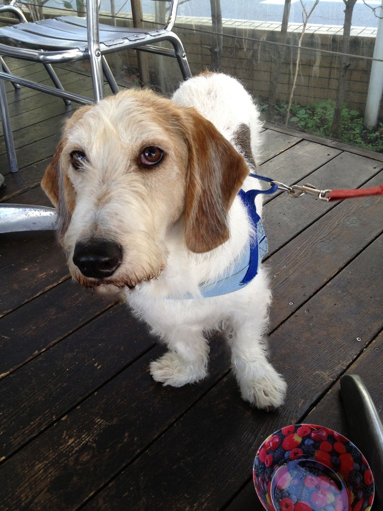 人ごとじゃないよ パブロフの世界 人ごとじゃないよ パブロフの世界