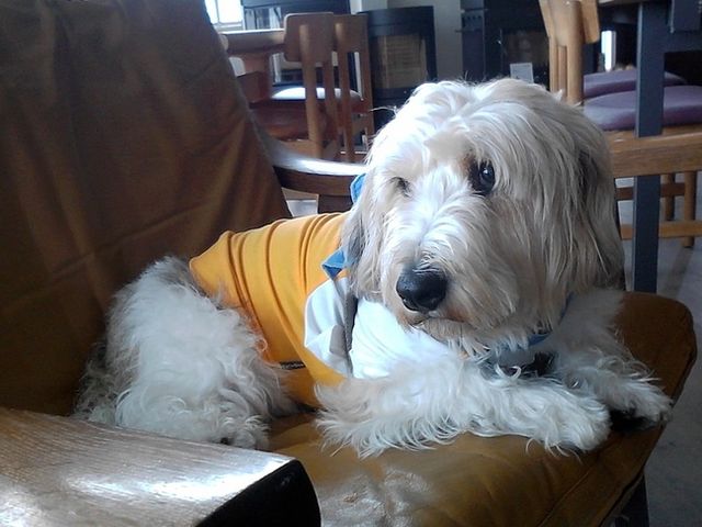 ミックス犬の兄弟ってこんなふうに違うんだ パブロフの世界 ミックス犬の兄弟ってこんなふうに違うんだ パブロフの世界