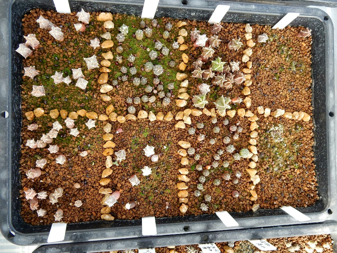 ７月 実生のサボテン 有星類 テロカクタス ロホホラ 他 北陸さぼはちゅ