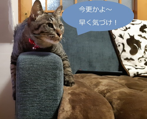 猫 茶々丸