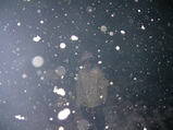 20100101初詣