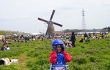 佐倉チューリップ祭り