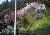 20090409�̶�6