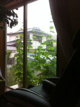 20110709ゴーヤ
