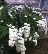 20110501���Ǥޤ�