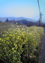 20090409�̶�5