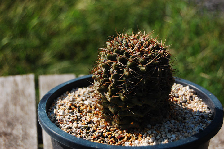 サボテン保育亭 子株からの成長 サボテンにとっての 管理不足の影響 Livedoor Blog ブログ