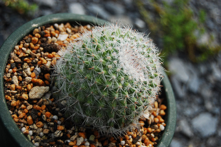 サボテン保育亭 子株からの成長 満月 Livedoor Blog ブログ