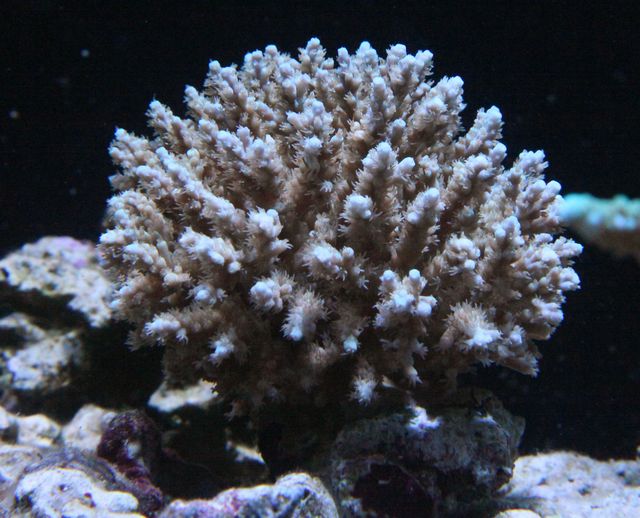 キモガニ捕獲 だけど オセラリスな日々