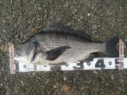 20190120谷一渡船-17