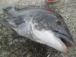 20170702神戸渡船-9