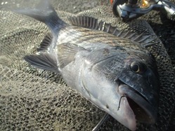 20171223神戸渡船-2