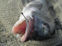 20171223神戸渡船-3