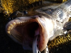 20170102築港51㎝-1