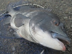 20190120谷一渡船-10