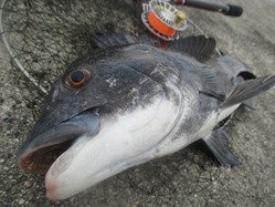 20170717神戸渡船-3