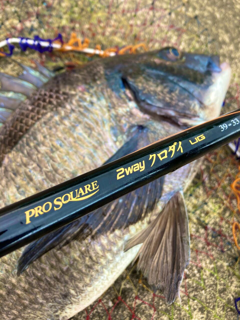宇崎日新 Pro Square 2way クロダイUG 69-63