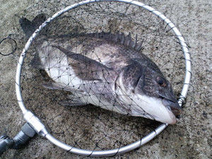 Rungun_evolution_vol23 Rungun_evolution_vol23