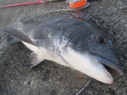 20170717神戸渡船-7