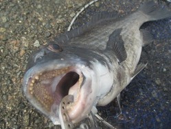 20190120谷一渡船-9