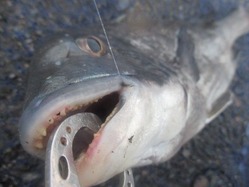 20190120谷一渡船-7