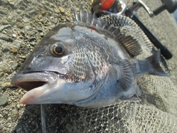 20171223神戸渡船-4