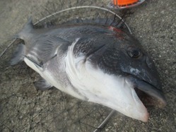 20170717神戸渡船-2