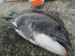 20170702神戸渡船-7