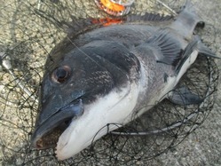 20170702神戸渡船-3