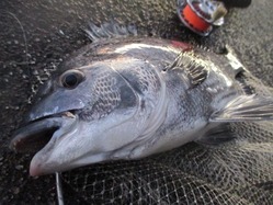 20171029神戸湾奥-2