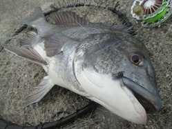 20170504神戸渡船-6